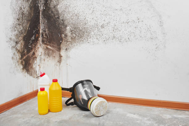 Best Water Damage & Mold Remediation  in USA